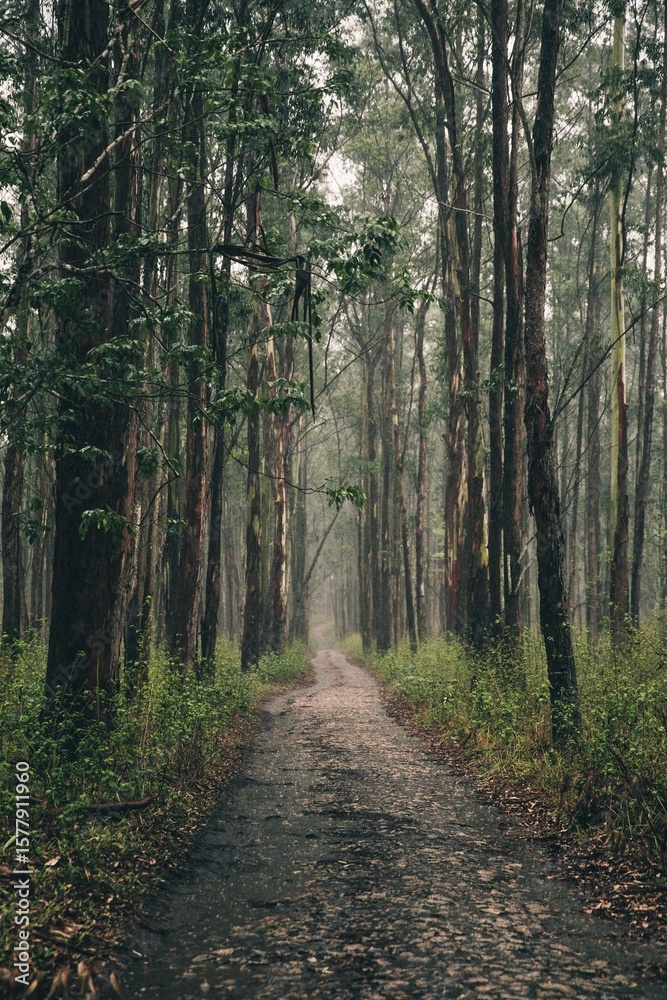 Fototapeta premium road in the forest
