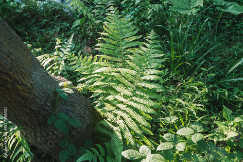 Obraz na plátně Tranquil fern garden with lush greenery, featuring woodland ferns and a textured tree trunk creating a peaceful natural scene