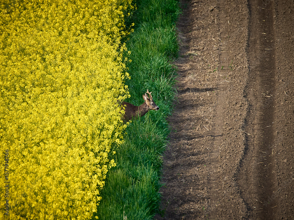 Naklejka premium Ponidzie - Polska toskania. Wiosna na polach, rzepak. Kolorowe pola - szachownica. Sarna - kozioł.