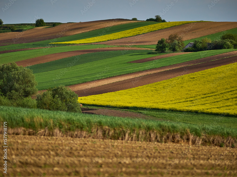 Obraz premium Ponidzie - Polska toskania. Wiosna na polach, rzepak. Kolorowe pola - szachownica.