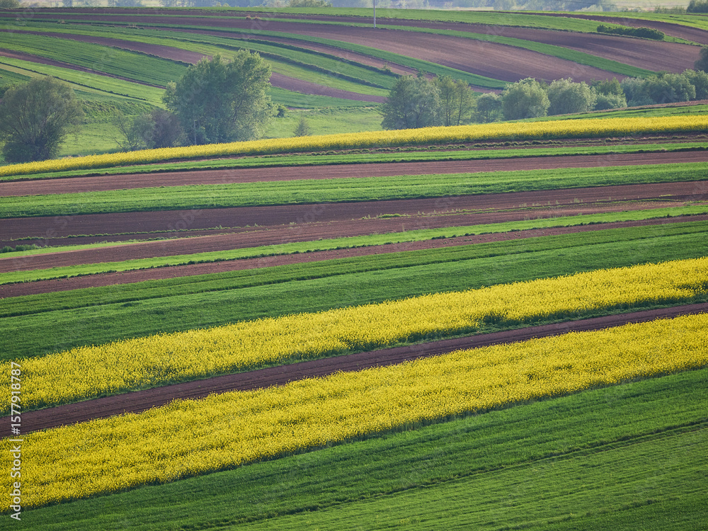 Fototapeta premium Ponidzie - Polska toskania. Wiosna na polach, rzepak. Kolorowe pola - szachownica.