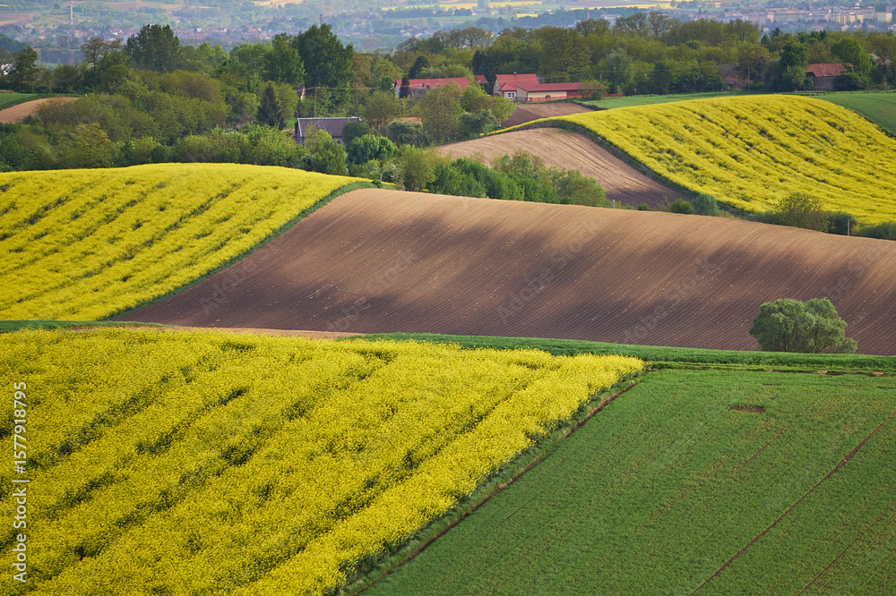 Obraz premium Ponidzie - Polska toskania. Wiosna na polach, rzepak.