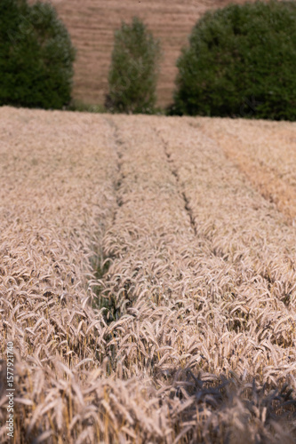 wheat farm and horizon