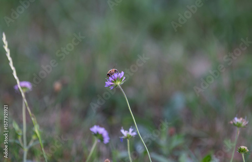 bee on a flower