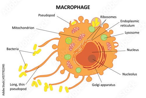 Macrophage. Diagram. Internal structure of the cell.