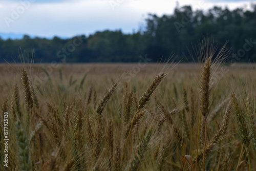 Wheat field in countryside on a overcast day