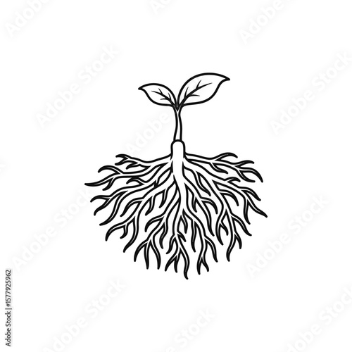 Plant Seedling Growing with Roots on a Transparent Background  