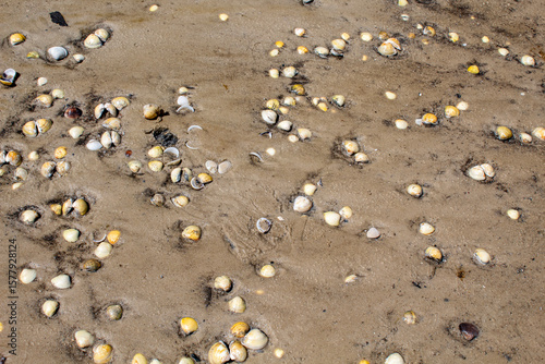 conchas na areia da praia 