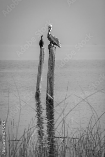 Pelican Post