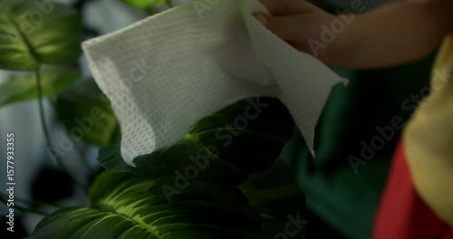 Schoolboy wipes the leaves of indoor plants with a damp cloth at home. Young schoolboy is using a wet cloth to clean the leaves of houseplants in his home.