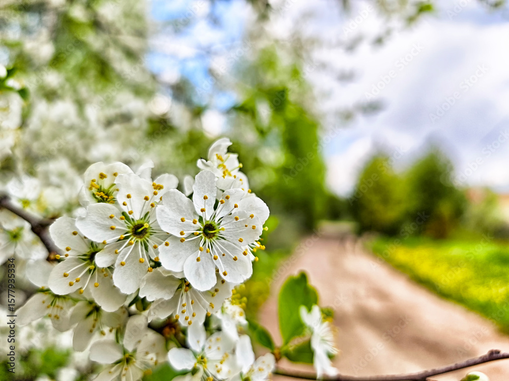 Obraz premium On a beautiful spring afternoon, the pathway in the lush green park is adorned with blossoming white flowers, creating a picturesque scene that invites leisurely strolls and joyful moments in nature