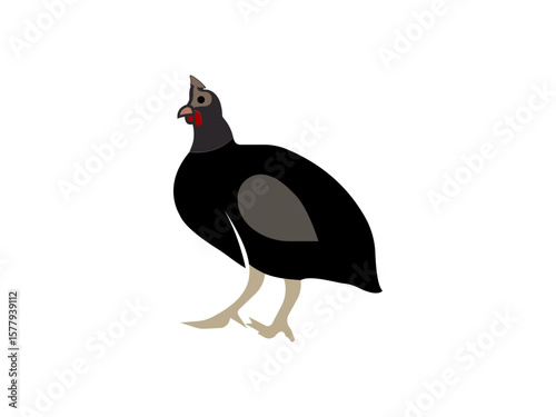 guinea hen vector illustration, guinea fowl head icon line art vector illustration on transparent background.