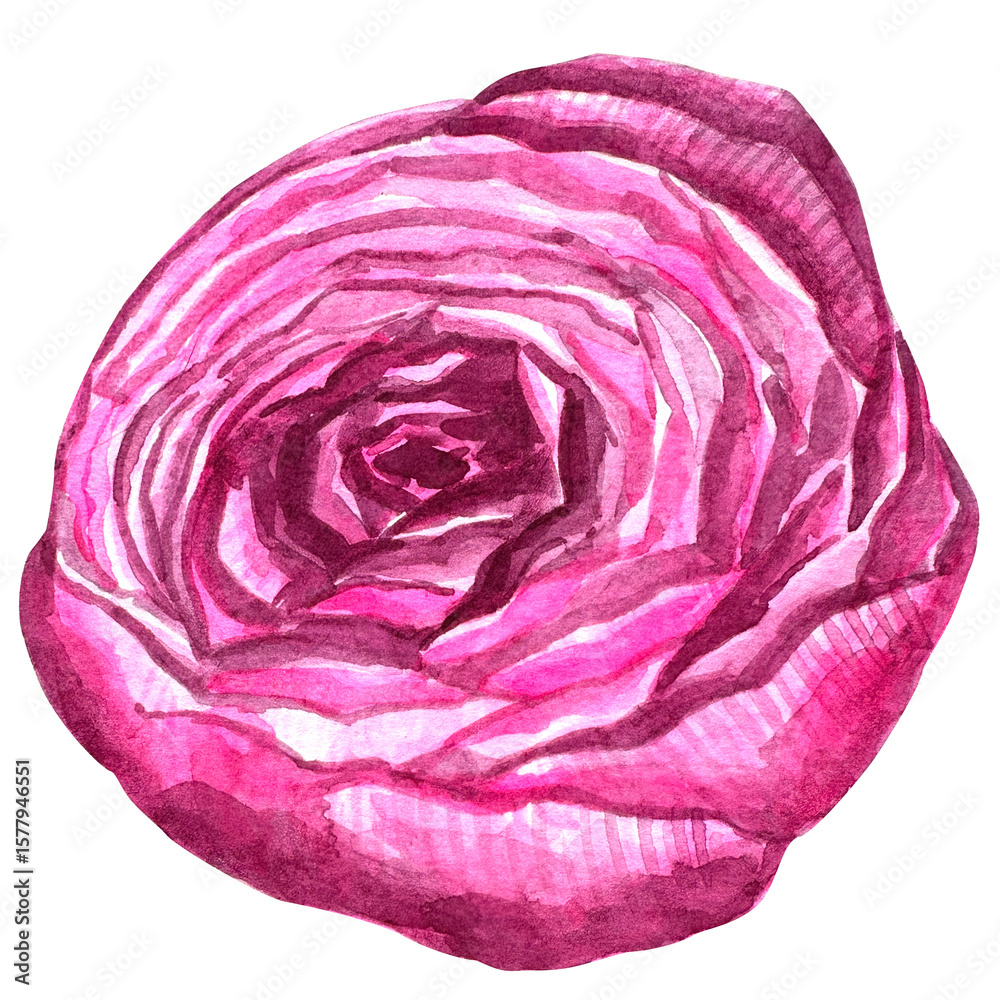 Obraz premium Beautiful watercolor flower peony for your design and floral pattern for wallpaper or fabric