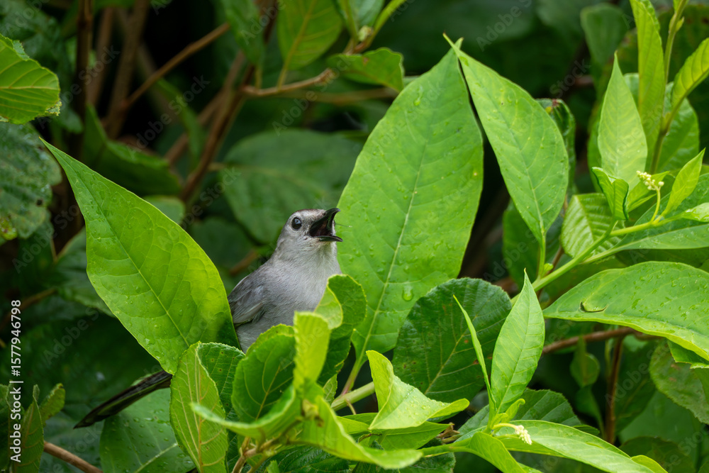 Obraz premium Gray Catbird in bush singing