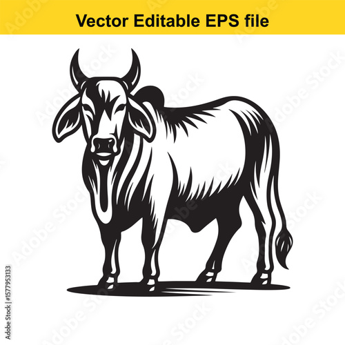 Illustration of a Brahman cow/ Zebu bull standing in a field, vector art