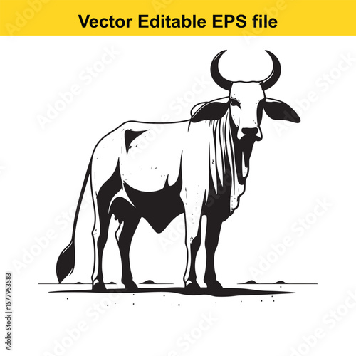 Illustration of a Brahman cow/ Zebu bull standing in a field, vector art