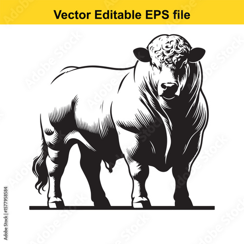 Powerful bull with large horns on white background