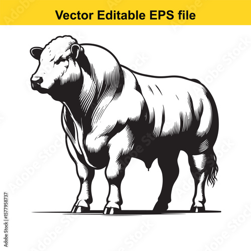 Powerful hand-Drawing bull isolated on white background