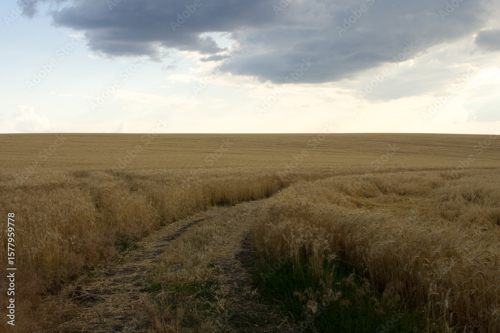 Obraz premium A dirt path through a field