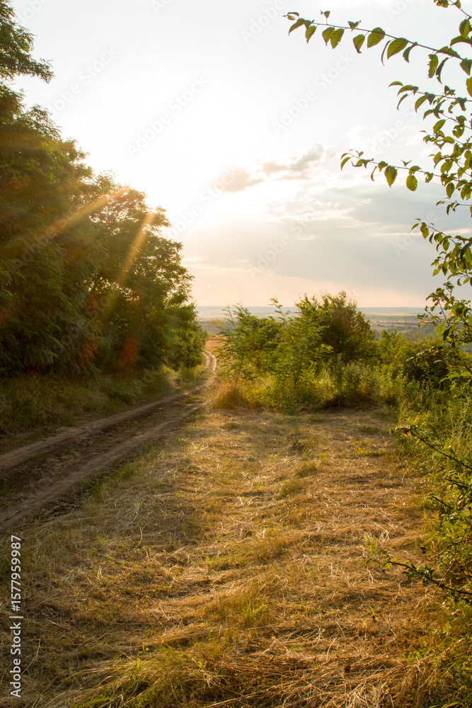 Fototapeta premium A dirt road with trees and grass