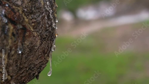 Wallpaper Mural Thick mastic resin tears form and glimmer on the bark of a mastic tree in Greece. Close-up highlights the organic beauty and purity of the natural resin Torontodigital.ca