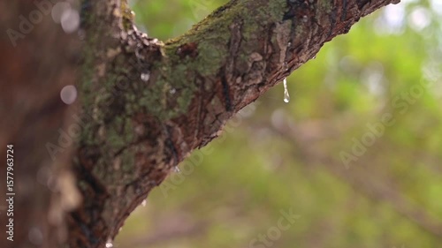 Wallpaper Mural Resin tears gently bead along the bark, catching light in slow motion. Mastics pure form on display in natures rhythm Torontodigital.ca