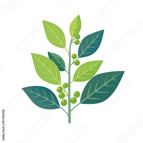Peppeccorn Plant Isolated on a. Transparent Background 