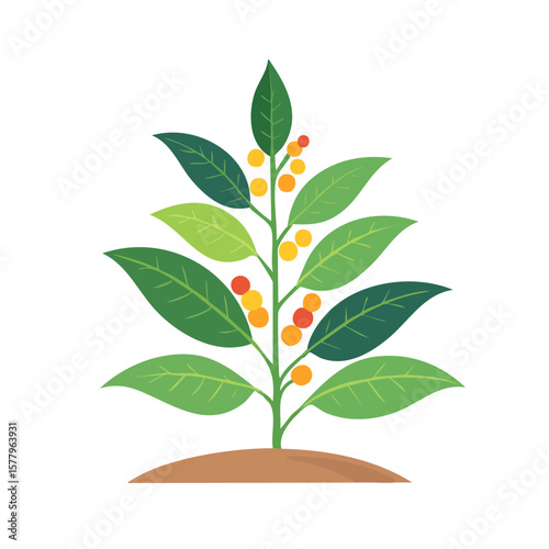 Peppeccorn Plant Isolated on a. Transparent Background 