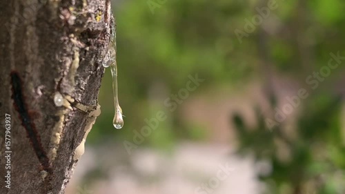 Wallpaper Mural Macro focus on mastic dripping slowly from bark in quiet forest light. Mastic tears shimmer softly with detailed surface tension Torontodigital.ca