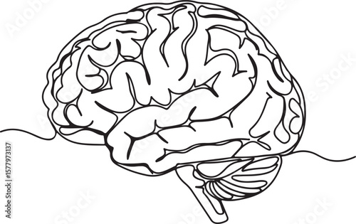 Intricate Line Art Depiction of a Human Brain Cerebral Cortex and Cerebellum Detailed Anatomical Illustration Black and White Minimalist