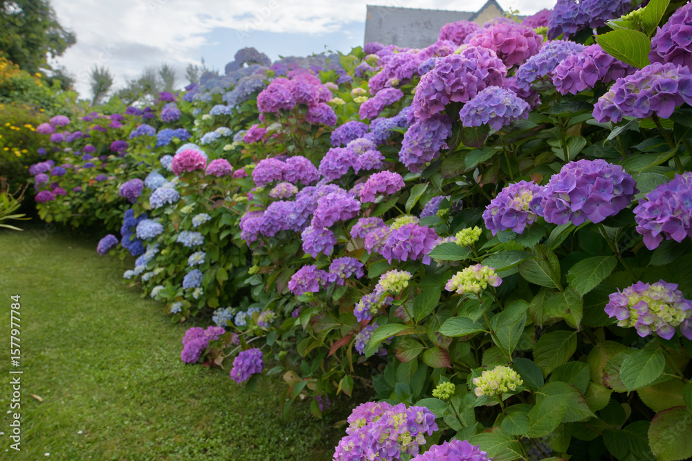 Obraz premium Magnifiques hortensias en fleurs dans un jardin en Bretagne-France