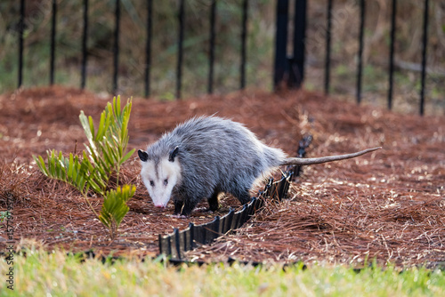 Wall Mural An opossum looking at the camera