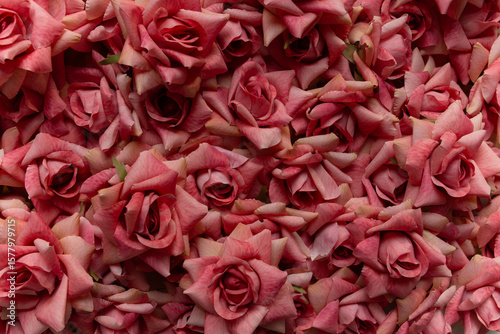 background of roses for Valentine's Day. roses in the rays of the setting sun, decorating a photo area or a postcard for Mother's Day or International Women's Day. space for text