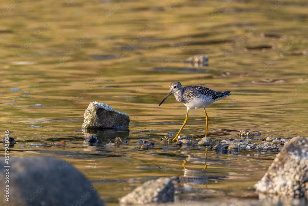 A greater yellowlegs walking in shallow water in the golden light of the setting sun A greater yellowlegs walking in shallow water in the golden light of the setting sun