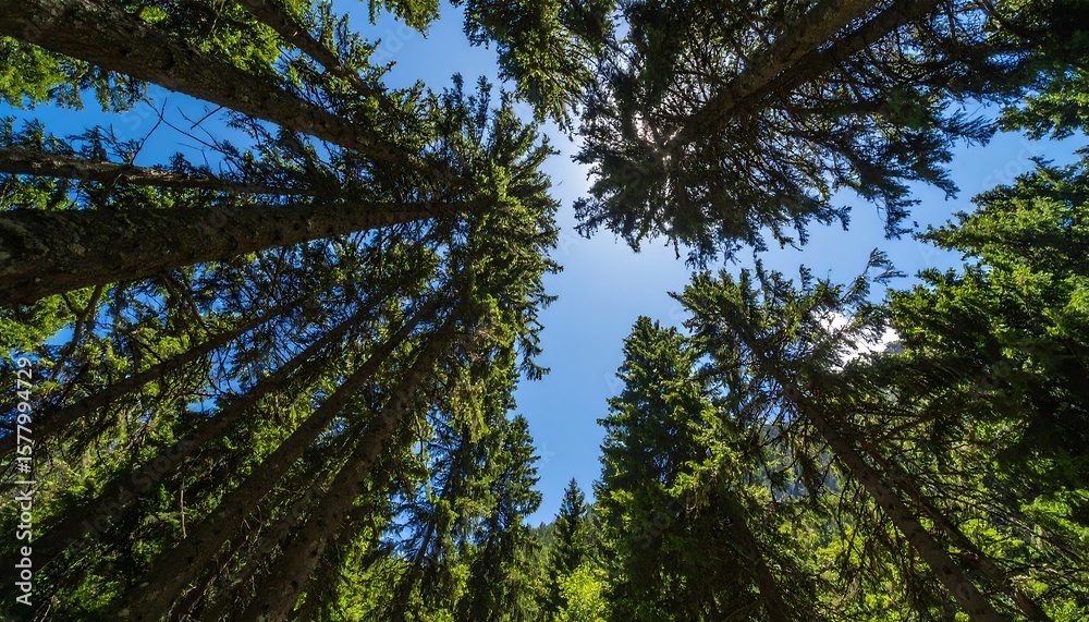 Obraz premium Tall trees reaching for a bright sky