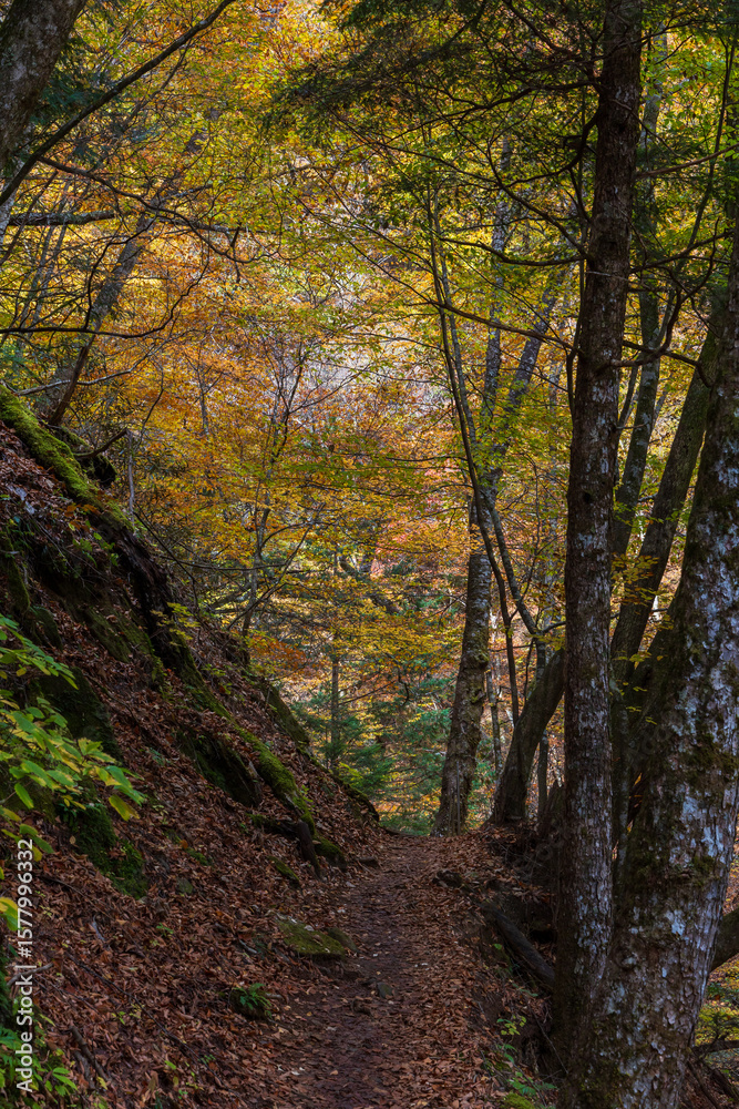 Naklejka premium 日本の風景・秋 山梨県山梨市 紅葉の西沢渓谷