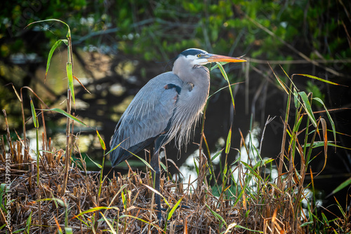 Great Blue Heron