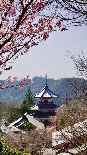 Pink cherry blossom tree in full bloom in front of a Japanese shrine temple pagoda