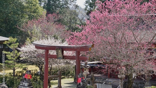 Red Japanese Tori gate in front a vibrant blooming Cherry blossoms in Japan