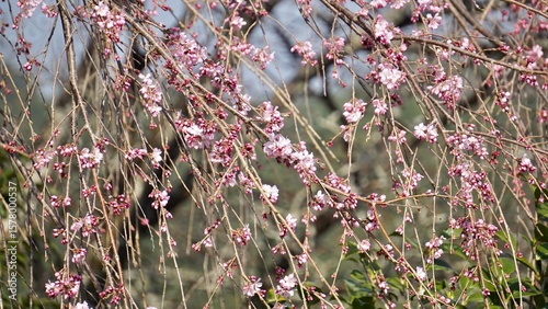 Closeup of pink cherry blossoms in full bloom Osaka Japan