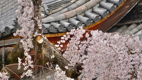 Closeup of pink cherry blossoms in full bloom Osaka Japan