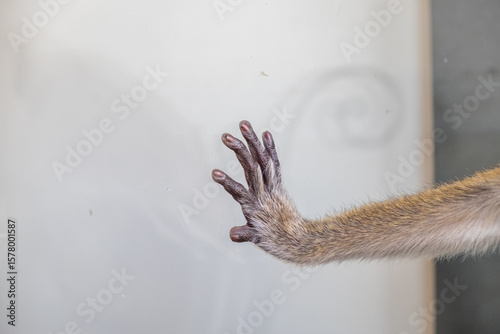 Canvas Print Trapped Primate Hand Behind Glass