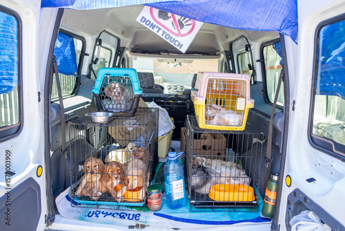 Rescue transport van with caged puppies and kittens, highlighting animal rights, pet protection, and mobile shelter operations.