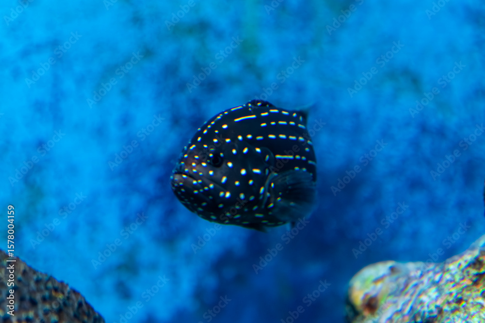 Fototapeta premium Whitespotted Grouper swimming in the aquarium