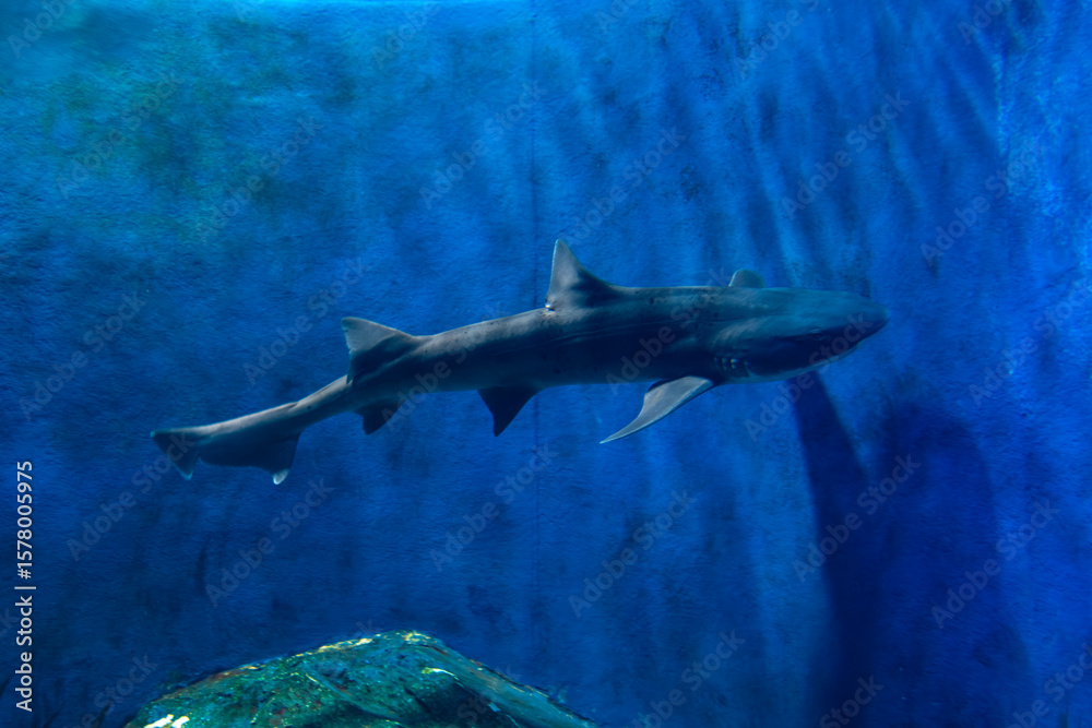 Fototapeta premium view of a shark swimming in the aquarium
