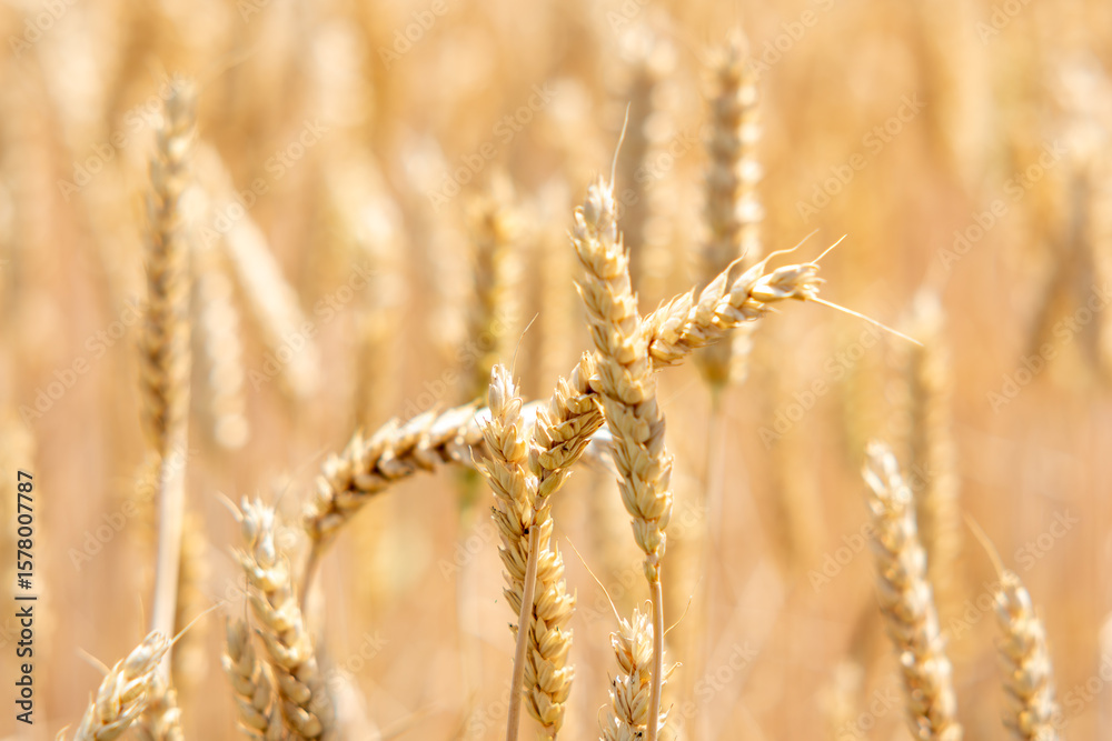 golden wheat field in summer golden wheat field in summer