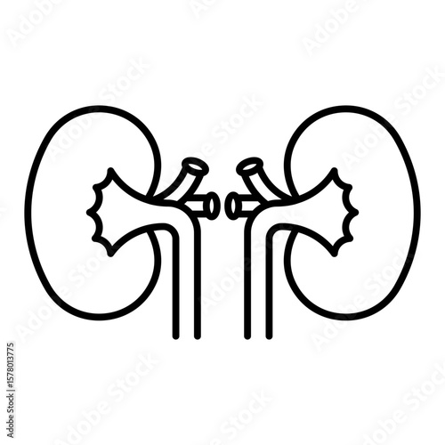 kidneys icon