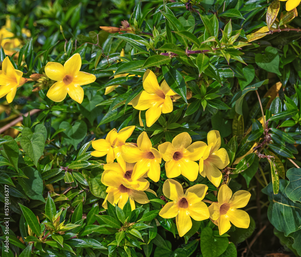 Fototapeta premium Background of Yellow Flowers on a Green Bush in Sunlight.