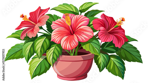 close up A vibrant hibiscus plant with pink flowers in a white pot isolated on white background emphasizing its beauty and elegance