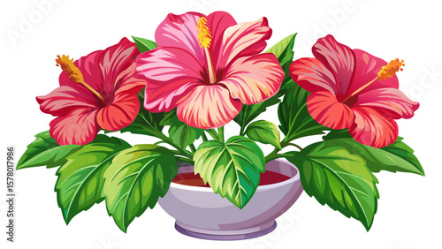 close up A vibrant hibiscus plant with pink flowers in a white pot isolated on white background emphasizing its beauty and elegance